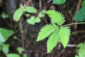 feuille sensitive plante sensible mimosa pudica