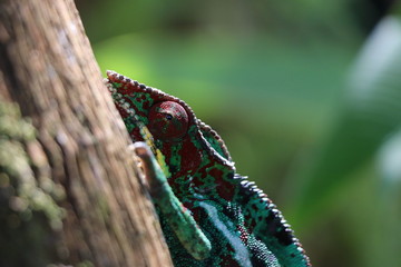 caméleon lézard animal reptile