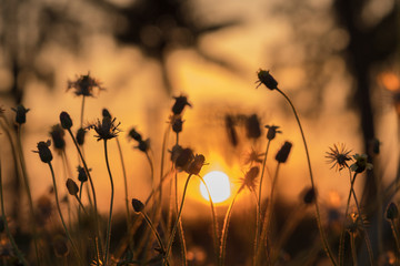 Beautiful Grass flower in the sunset