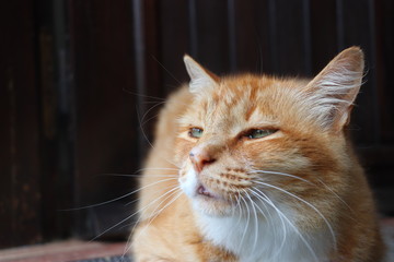 chat mignon orange gris