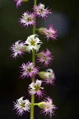 Fototapeta premium Wildflowers of the NW