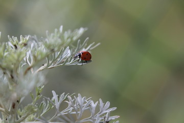 coccinelle plante 