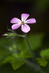 Wildflowers of the NW