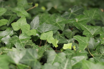 lière feuille plante vert