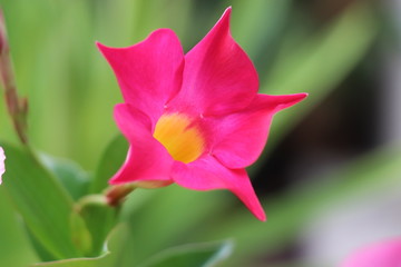 fleur rose jaune printemps