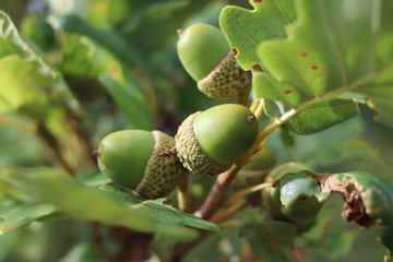 gland vert feuille chêne