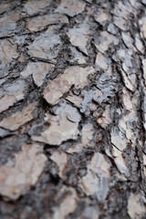 écorce bois arbre tronc