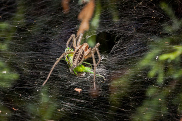 Labyrinth Spider eating grasshopper - Agelena labyrinthica