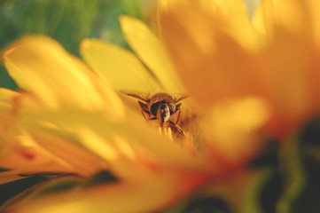 bee hiding in a sunflower