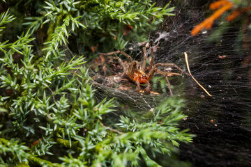 Labyrinth Spider - Agelena labyrinthica - a funnel-web spider
