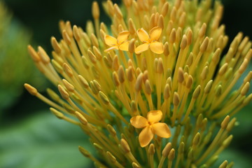 fleur jaune tropical jeune pousse