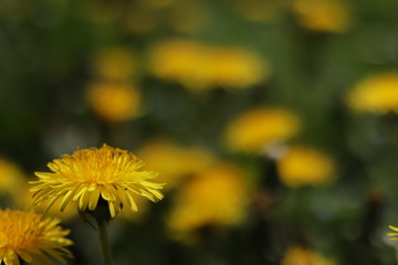 pissenlit jaune fleur plante
