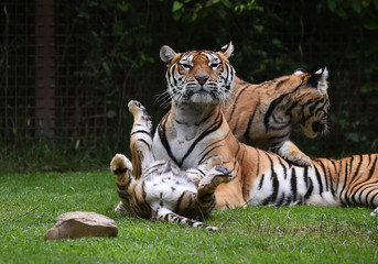 Tigres jugando son su madre