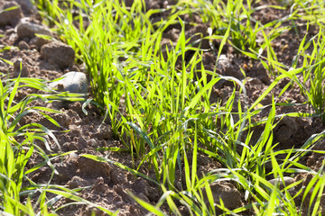 fresh green rye