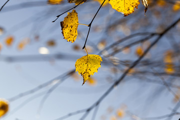 yellow birch leaves