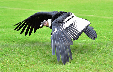 Condor de los andes
