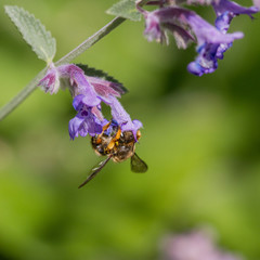 Wool-Carder Bee (Anthidium manicatum)