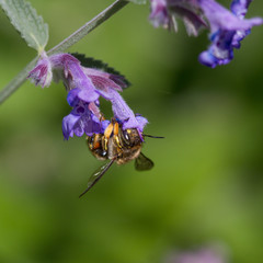 Wool-Carder Bee (Anthidium manicatum)