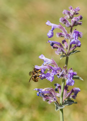 Wool-Carder Bee (Anthidium manicatum)