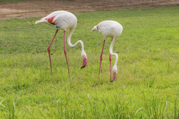 Flamingo is eating food in the meadow