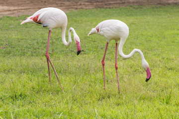 Flamingo is eating food in the meadow