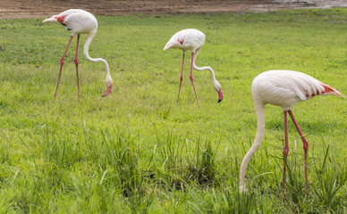 Flamingo is eating food in the meadow
