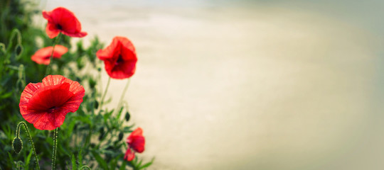 Red poppies with copy space - obrazy, fototapety, plakaty