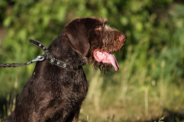 beautiful portrait of drahhaar dog in field