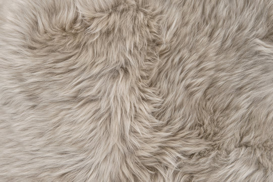 Natural sheepskin rug background Sheep fur texture