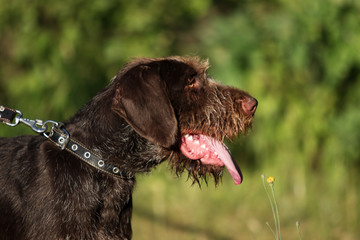 beautiful portrait of drahhaar dog in field