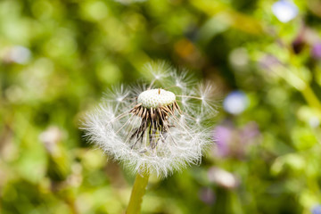 Fototapeta premium white dandelion ball