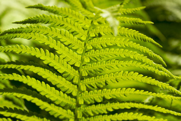 green young fern