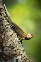 Green tree lizard sitting on a tree