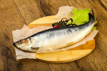 Herring fish