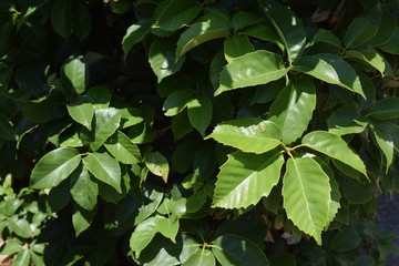 Leaves of Ring-cupped oak