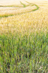 barley yellow and green