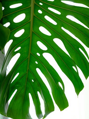 Real tropical leaves on white backgrounds.Botanical nature concepts.flat lay design. Green leaf