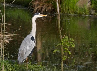 Graureiher im Wasser 12