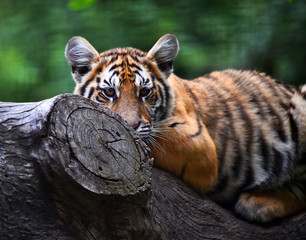 tigre siberiano