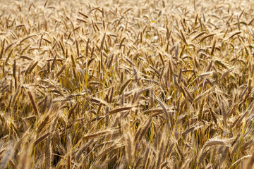 field with cereals