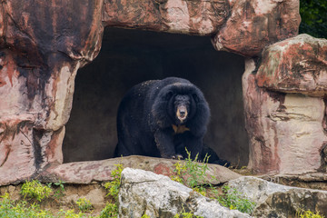 Black bear in the zoo