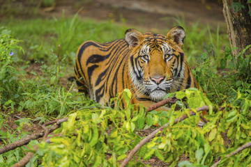 Tigers are resting on a hot day