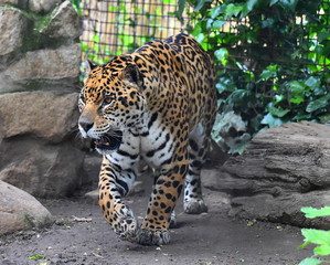jaguar