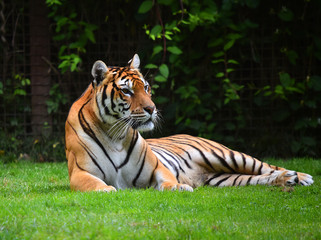 tigre siberiano
