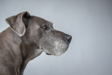 Great Dane attentive
