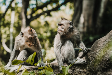 .Pictures of a cute monckey in the monkey forest in Ubud, Bali. Lifestyle. Travel photography