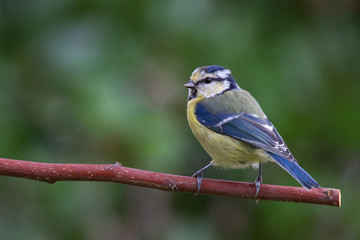 Blaumeise 7