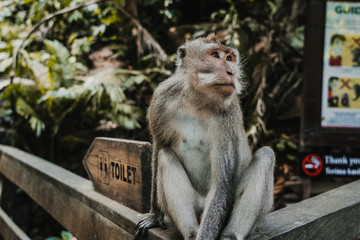 .Pictures of a cute monckey in the monkey forest in Ubud, Bali. Lifestyle. Travel photography