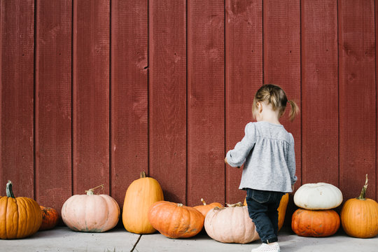 Toddler looking at row of pumpkins