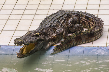 Crocodile in the pool